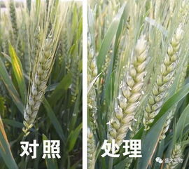 盛大生物微肥十周年暨新型肥料五周年庆 2018年新品上市早知道 麦稻满分 营养创新高产套餐