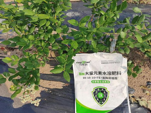 水溶肥怎么选